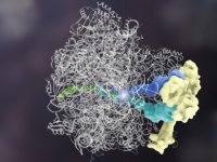 Белок Rqc2 Белок Rqc2