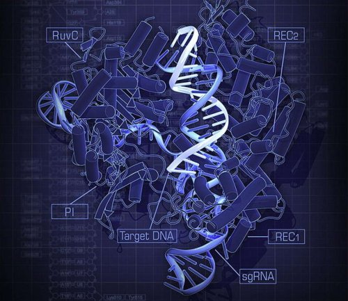 Техника CRISPR Cas9