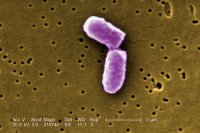 Бактерии E. Coli Бактерии E. Coli