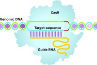 ���������� CRISPR Cas9 ���������� CRISPR Cas9