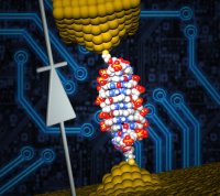 Диод из молекулы ДНК