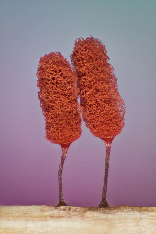 17 место. Nikon Small World 2016 17 место. Nikon Small World 2016