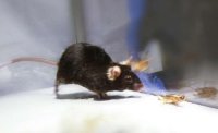 Ученые превратили грызуна в агрессивного убийцу-зомби одним щелчком выключателя Ученые превратили грызуна в агрессивного убийцу-зомби одним щелчком выключателя