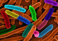 Бактерии Escherichia coli Бактерии Escherichia coli