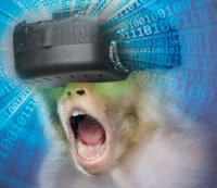 Обезьяна Обезьяна