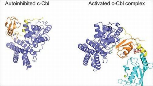 ��������� ����� c-Cbl