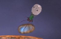 Вирус-бактериофаг T4 Вирус-бактериофаг T4