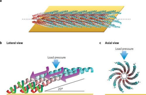 Вирус-бактериофаг M13 Вирус-бактериофаг M13