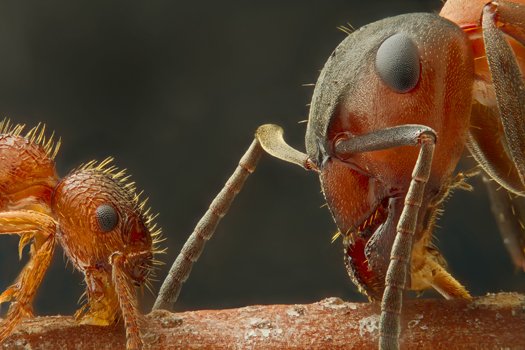 Снимок Nikon Small World #1 Снимок Nikon Small World #1
