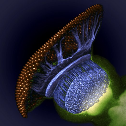 Снимок Nikon Small World #11 Снимок Nikon Small World #11
