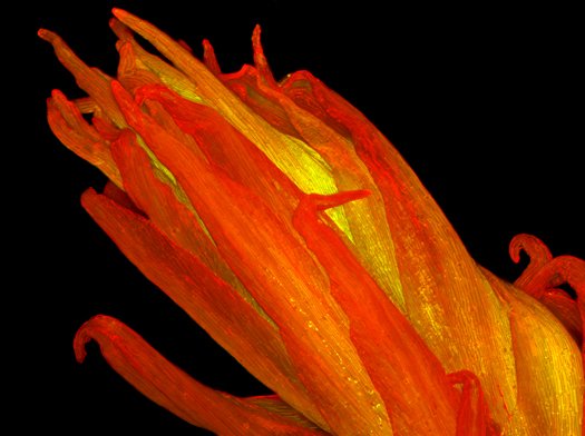 Снимок Nikon Small World #2 Снимок Nikon Small World #2
