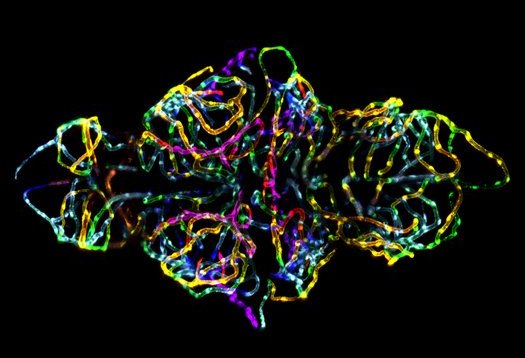 Снимок Nikon Small World #6 Снимок Nikon Small World #6