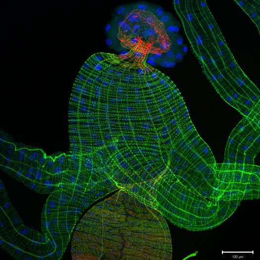 Снимок Nikon Small World #7 Снимок Nikon Small World #7