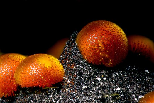 Снимок Nikon Small World #9 Снимок Nikon Small World #9