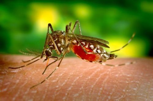 ����� ���� Aedes