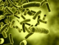 �������� E.coli