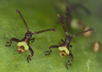 Снимок конкурса Olympus BioScapes Снимок конкурса Olympus BioScapes
