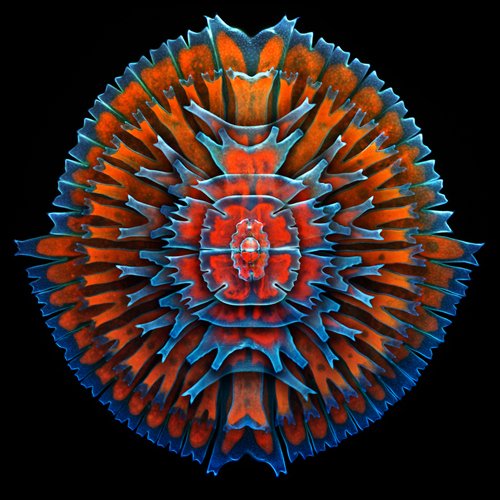 ������ �������� Olympus BioScapes #4