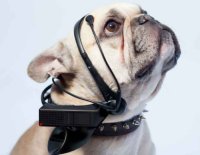 ���������� No More Woof
