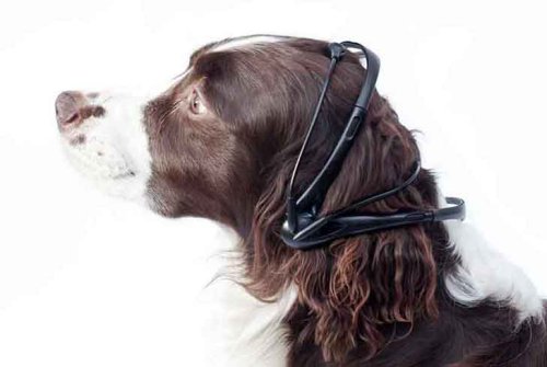 ���������� No More Woof #2
