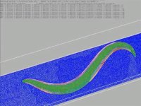Виртуальный организм OpenWorm Виртуальный организм OpenWorm