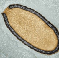 Вирус Pithovirus sibericum Вирус Pithovirus sibericum
