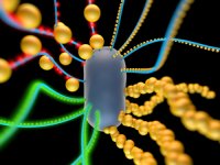 �������� E.Coli