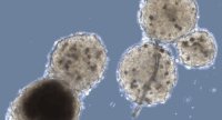 Миниатюрные искусственные органы Миниатюрные искусственные органы