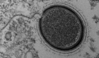 Вирус Mollivirus sibericum Вирус Mollivirus sibericum