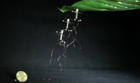 ����� RoboBee