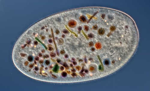 10 �����. Nikon Small World 2016