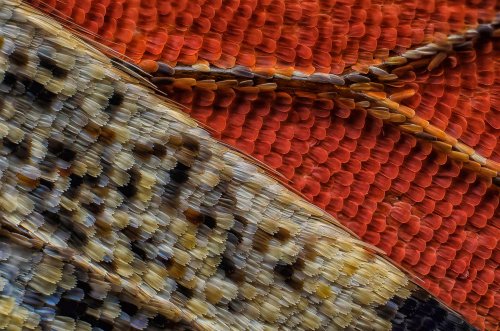 11 �����. Nikon Small World 2016