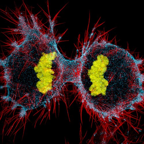 12 �����. Nikon Small World 2016