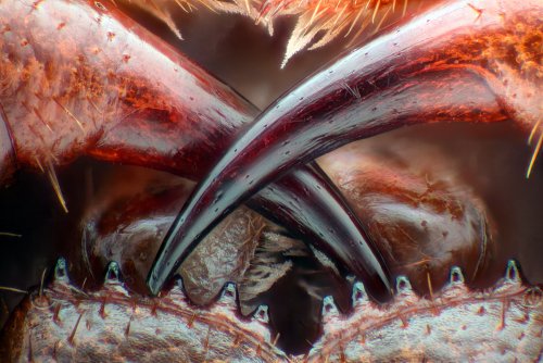 13 �����. Nikon Small World 2016