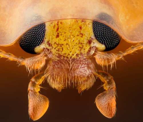 15 �����. Nikon Small World 2016