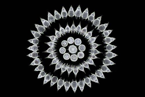 16 �����. Nikon Small World 2016
