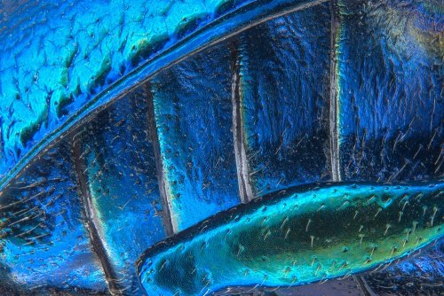 18 �����. Nikon Small World 2016