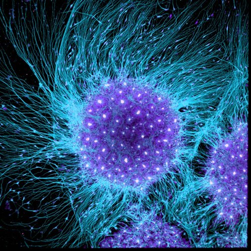 19 �����. Nikon Small World 2016