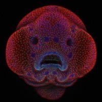1 �����. Nikon Small World 2016