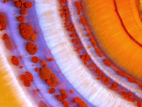2�����. Nikon Small World 2016