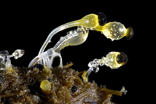 20 �����. Nikon Small World 2016
