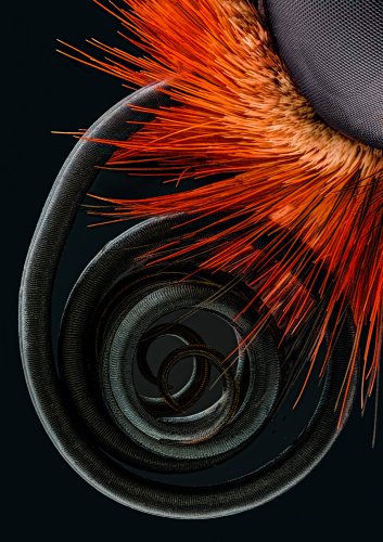 4 �����. Nikon Small World 2016