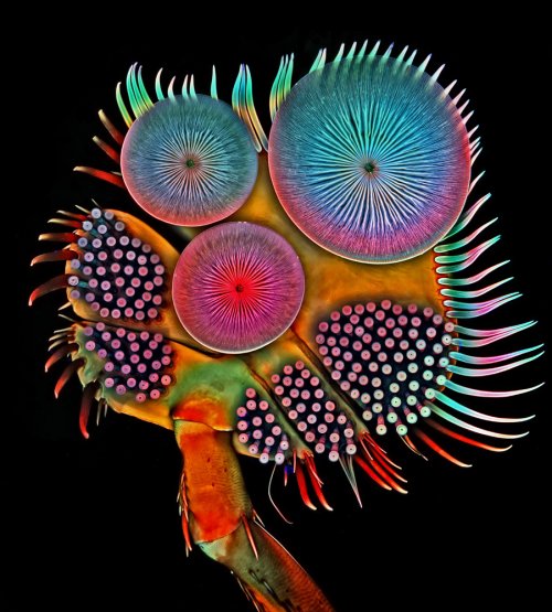 5 �����. Nikon Small World 2016