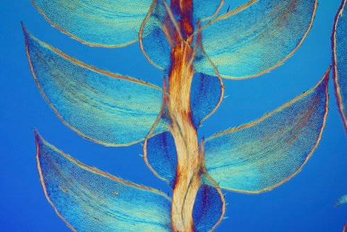 7 �����. Nikon Small World 2016