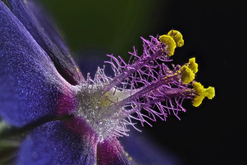 8 �����. Nikon Small World 2016