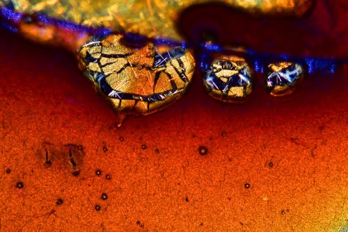 9 �����. Nikon Small World 2016