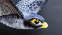 ����� Robird