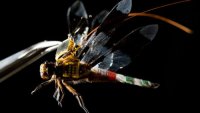 �������� DragonflEye