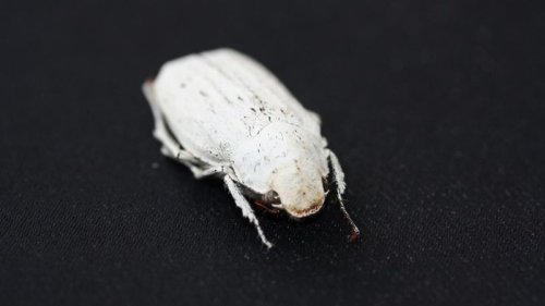Жук Cyphochilus Жук Cyphochilus