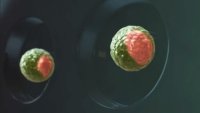 Искусственные эмбрионы Искусственные эмбрионы